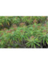 Euphorbe Mellifère / Euphorbia Mellifera