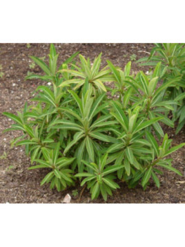 Euphorbe Mellifère / Euphorbia Mellifera