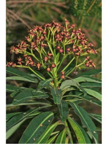 Euphorbe Mellifère / Euphorbia Mellifera
