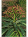 Euphorbe Mellifère / Euphorbia Mellifera