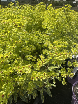 Euphorbia amygdaloides 'Ascot Rainbow'