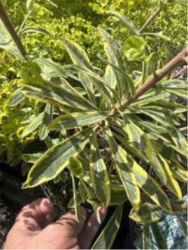 Euphorbia amygdaloides 'Ascot Rainbow'