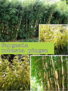 Fargesia Robusta Pingwhu
