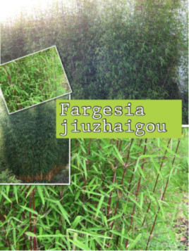 Fargesia Jiuzhaigou Sp