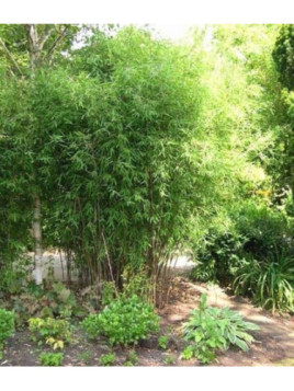 Fargesia nitida black pearl