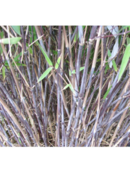 Fargesia nitida black pearl