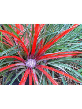 Fascicularia bicolor