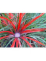 Fascicularia bicolor
