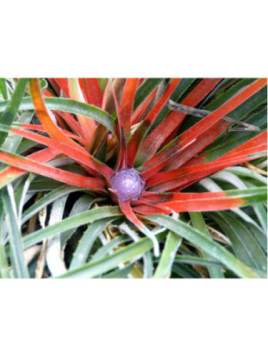 Fascicularia bicolor