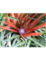 Fascicularia bicolor