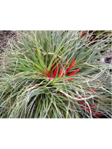 Fascicularia bicolor