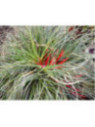 Fascicularia bicolor