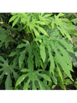 Fatsia polycarpa 'Green fingers' / Fatsia de Taiwan
