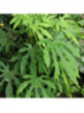 Fatsia polycarpa 'Green fingers' / Fatsia de Taiwan