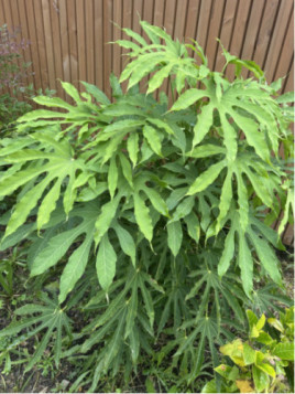 Fatsia polycarpa 'Green fingers' / Fatsia de Taiwan