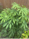 Fatsia polycarpa 'Green fingers' / Fatsia de Taiwan