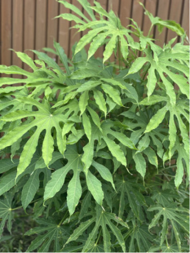 Fatsia polycarpa 'Green fingers' / Fatsia de Taiwan