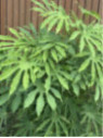Fatsia polycarpa 'Green fingers' / Fatsia de Taiwan