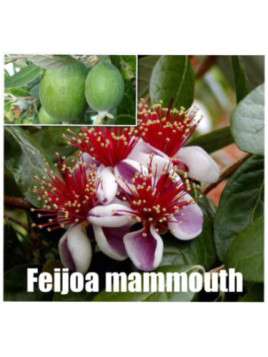 Feijoa sellowiana 'Mammoth' / Acca / Goyavier d'Argentine