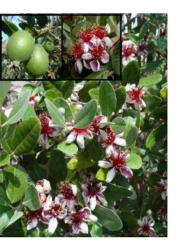 Feijoa sellowiana / Acca sellowiana / Goyavier d'Argentine