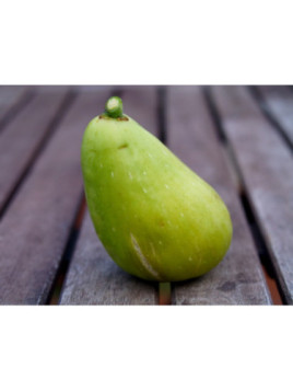 Ficus carisa  'Précoce de Dalmatie' / Figuier