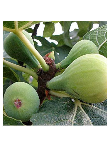 Ficus carisa  'Dame blanche' / Figuier