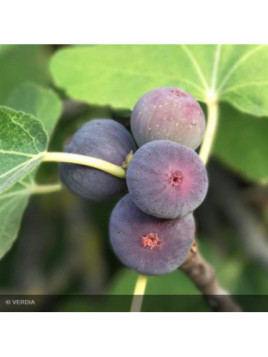 Ficus carica Figality® / Figuier nain