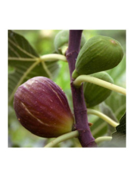 Ficus carica 'Goutte d'or' / Figuier