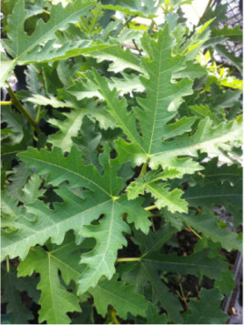 Ficus Carica 'Ice Crystal' / Figuier