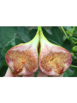 Ficus carica 'Gustissimo Morena' / Figuier