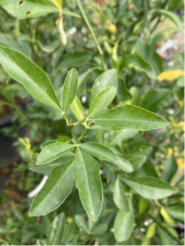 Forner Alcaide5® / Porte greffe (Fa5®)