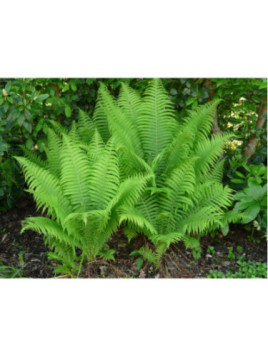 Matteucia struthiopteris / Fougère comestible