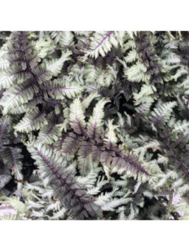 Athyrium niponicum 'Crested Surf' / Fougère