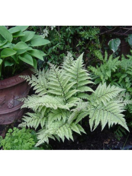 Athyrium niponicum 'Crested Surf' / Fougère