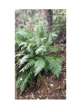 Fougère Woodwardia fimbriata