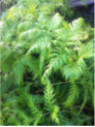 Fougère Woodwardia fimbriata