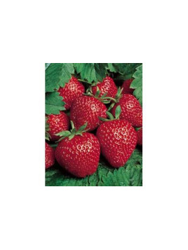 Fraisier 'Gento' remontant