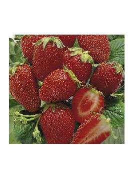 Fraisier 'Cirano' remontant