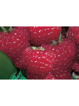 Framboisier (remontant) - Rubus Idaeus 'Zéva'