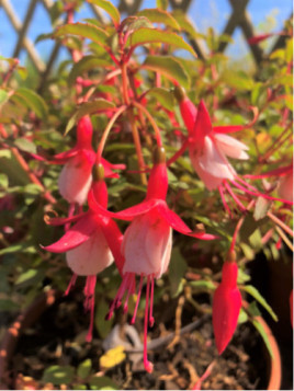 Fuchsia Alice Hoffman