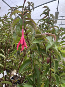 Fuchsia regia 'Reitzii' / Fuchsia comestible