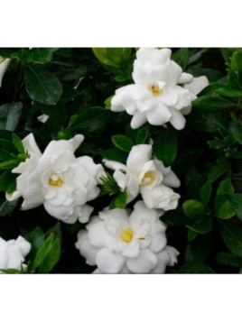 Gardenia jasminoides 'Double mint' / Gardenia rustique