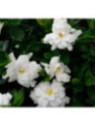 Gardenia jasminoides 'Double mint' / Gardenia rustique