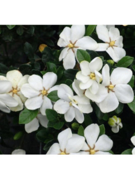 Gardenia jasminoides 'Kleim's hardy' / Gardenia rustique