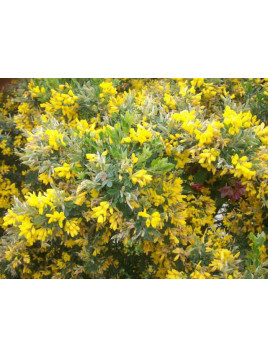 Genista 'Porlock' / Genêt flo.jaune