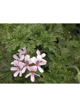 Pelargonium capitatum 'Attar of Roses / Géranium rose