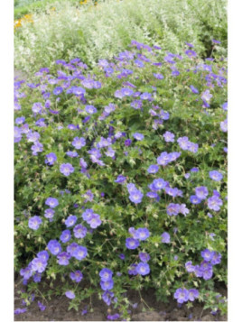 Geranium vivace 'Rozanne'