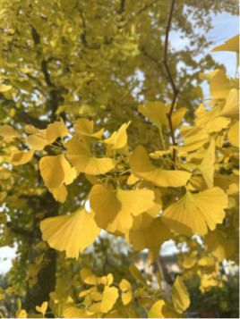 Ginkgo biloba / Arbre aux quarante écus