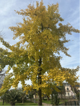 Ginkgo biloba / Arbre aux quarante écus