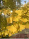 Ginkgo biloba / Arbre aux quarante écus